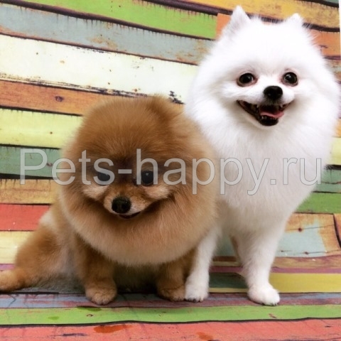  - Pets-happy     
